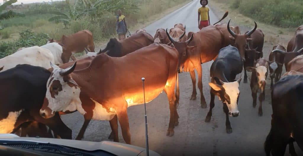 Troupeau de zébus sur la route de Majunga