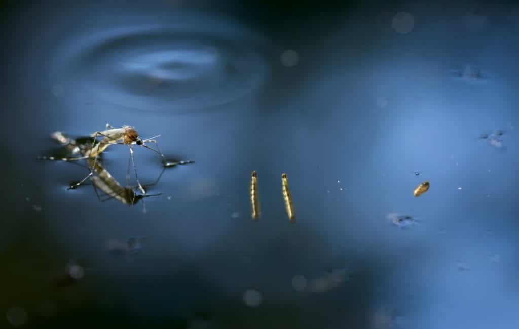 Moustique adulte émergeant de l'eau d'une mare stagnante avec ses larves