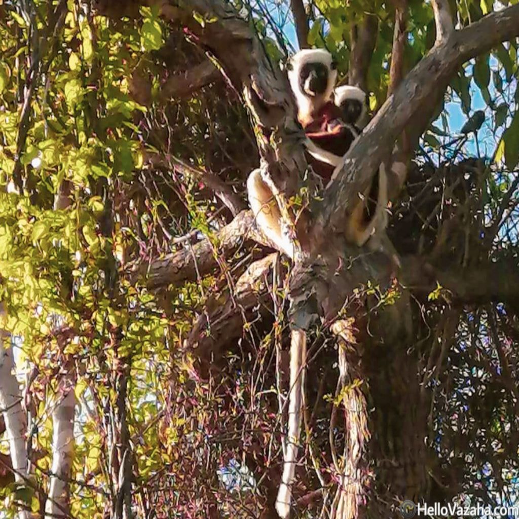 Lémuriens dans un parc national de Madagascar