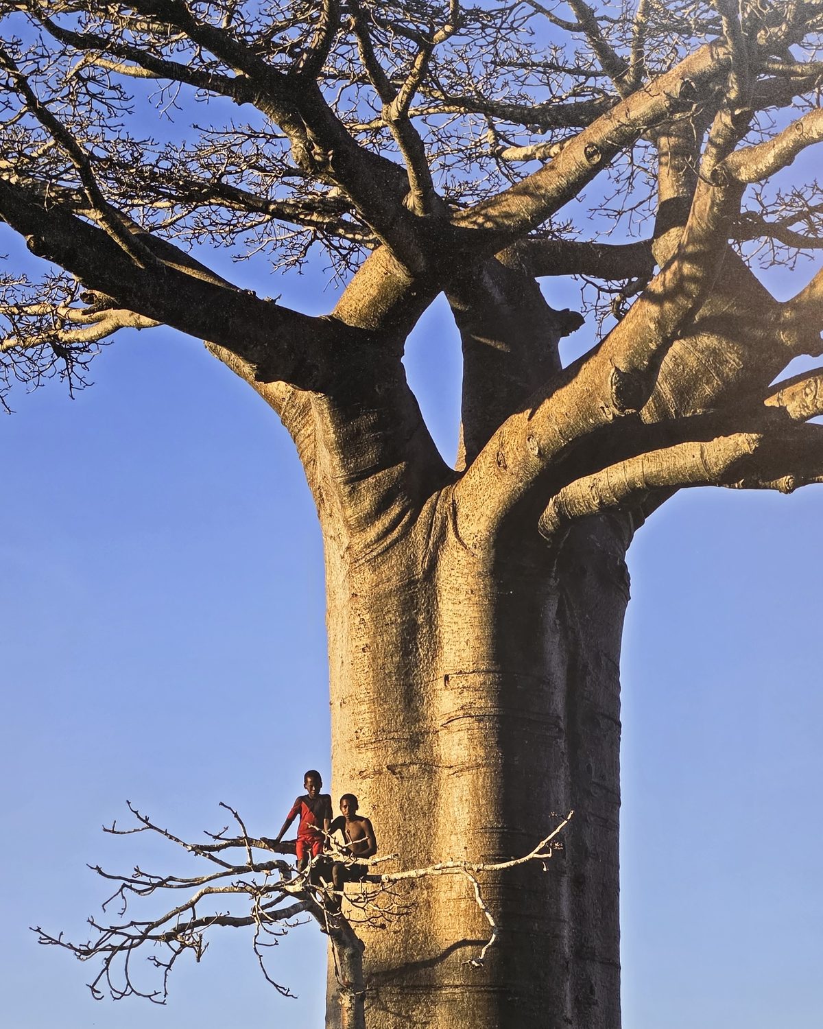 Deux enfants assis dans les branches basses d'un baobab géant à Madagascar
