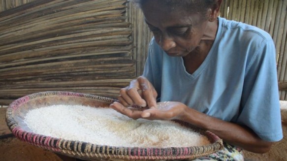 Maman’i Tombo trie le riz avant la cuisson du jour