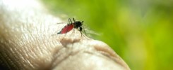 Un moustique pique et suce le sang d'une personne