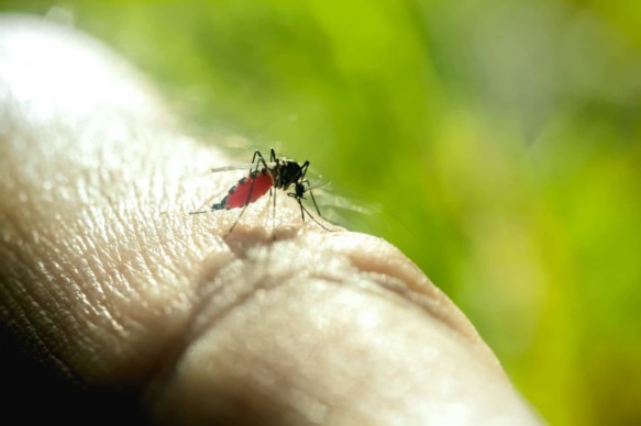 Un moustique pique et suce le sang d'une personne